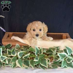 Gracie, Maltipoo Puppy