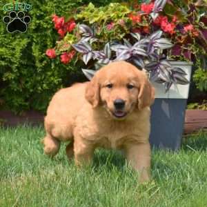 Gracie, Golden Retriever Puppy
