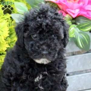 Gracie, Yorkie Poo Puppy