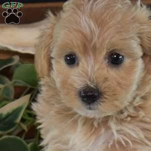 Gracie, Maltipoo Puppy