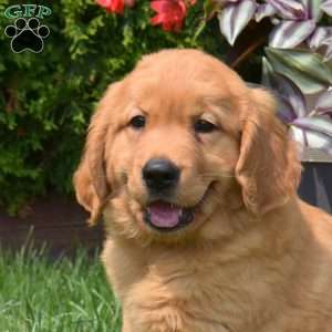 Gracie, Golden Retriever Puppy