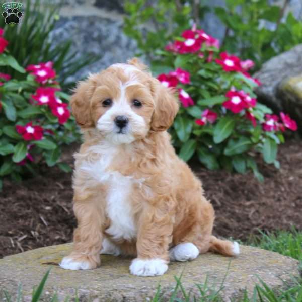 Gracie, Maltipoo Puppy