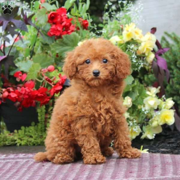Gracie, Miniature Poodle Puppy