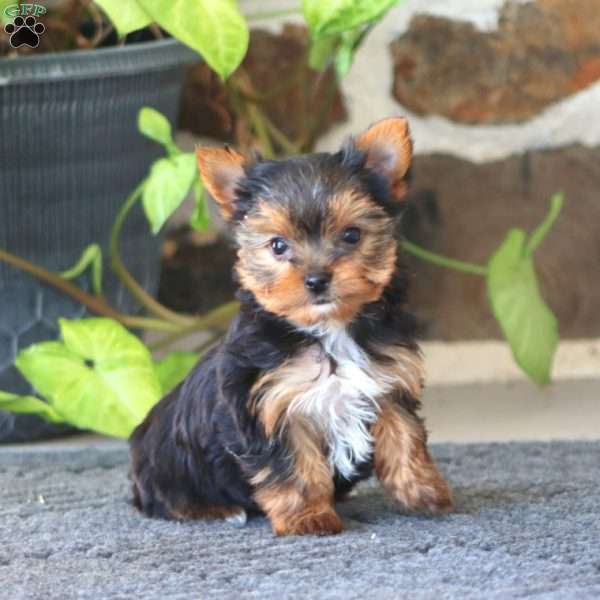 Gracie, Yorkie Puppy