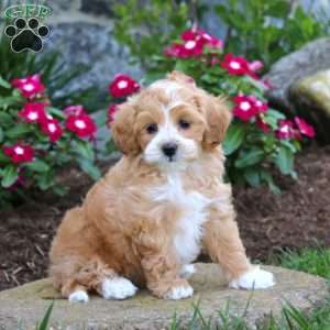 Gracie, Maltipoo Puppy