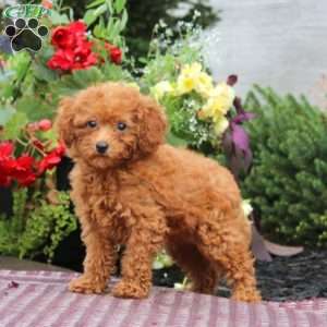 Gracie, Miniature Poodle Puppy