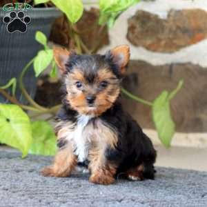 Gracie, Yorkie Puppy