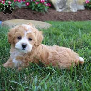 Gracie, Maltipoo Puppy