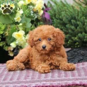 Gracie, Miniature Poodle Puppy