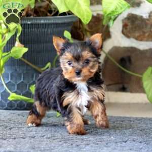 Gracie, Yorkie Puppy
