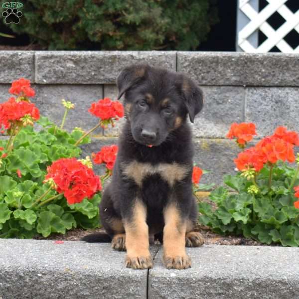 Granger, German Shepherd Puppy