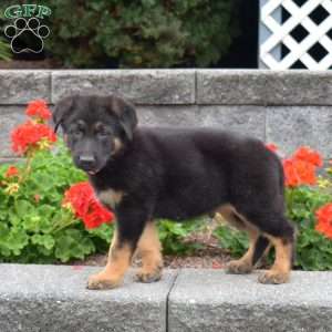 Granger, German Shepherd Puppy