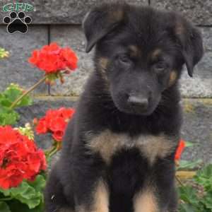 Granger, German Shepherd Puppy