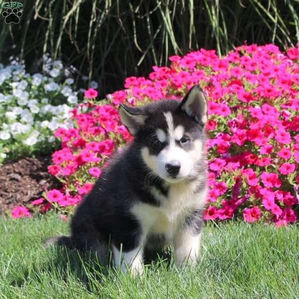 Grayson, Alaskan Malamute Puppy