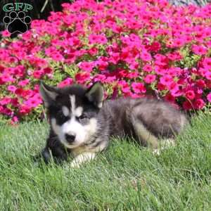 Grayson, Alaskan Malamute Puppy