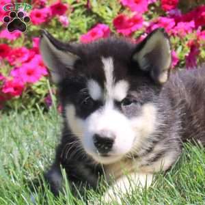 Grayson, Alaskan Malamute Puppy