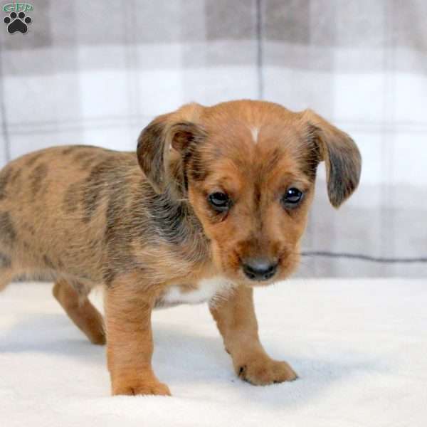 Greg, Yorkie Russell Puppy