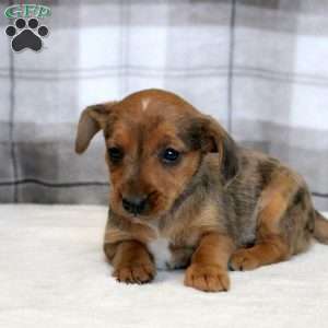 Greg, Yorkie Russell Puppy