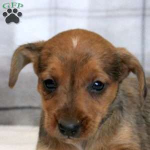 Greg, Yorkie Russell Puppy
