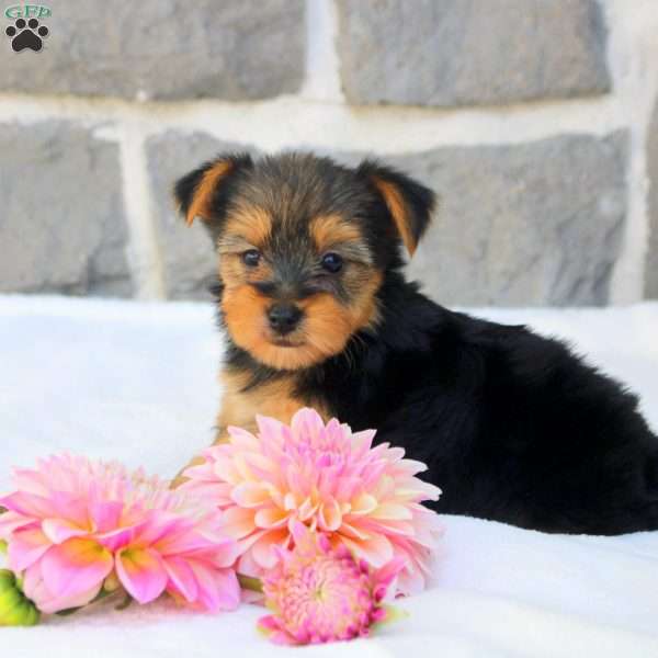 Greta, Morkie / Yorktese Puppy