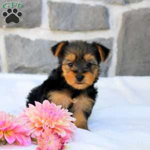 Greta, Morkie / Yorktese Puppy