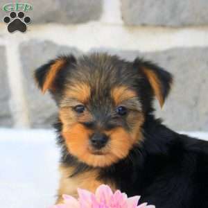 Greta, Morkie / Yorktese Puppy