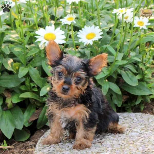 Greyson, Yorkie Puppy