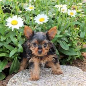 Greyson, Yorkie Puppy