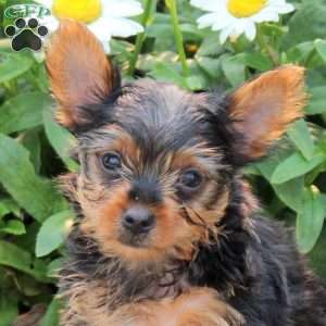 Greyson, Yorkie Puppy