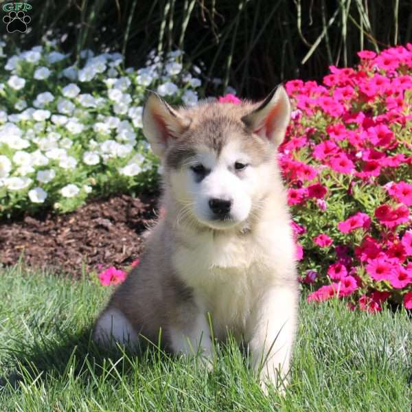 Griffin, Alaskan Malamute Puppy