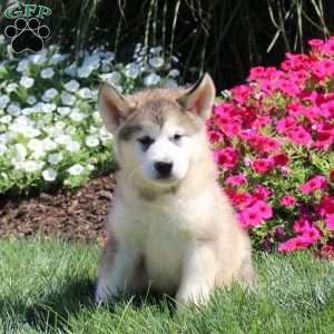 Griffin, Alaskan Malamute Puppy