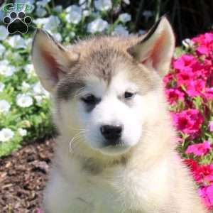 Griffin, Alaskan Malamute Puppy