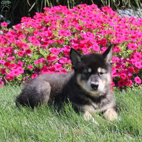 Grizzly, Alaskan Malamute Puppy
