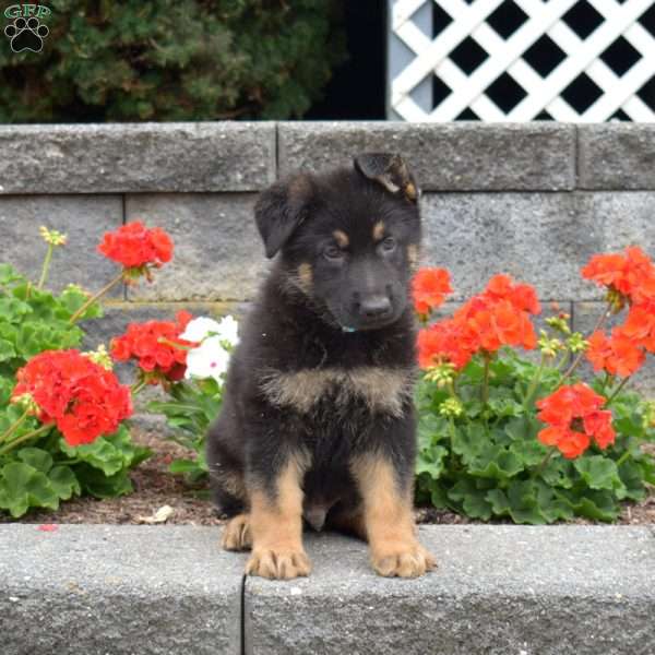 Grizzly, German Shepherd Puppy