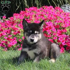 Grizzly, Alaskan Malamute Puppy