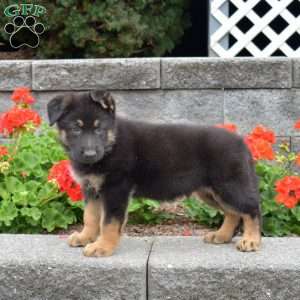 Grizzly, German Shepherd Puppy