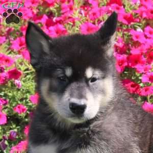 Grizzly, Alaskan Malamute Puppy