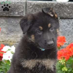 Grizzly, German Shepherd Puppy