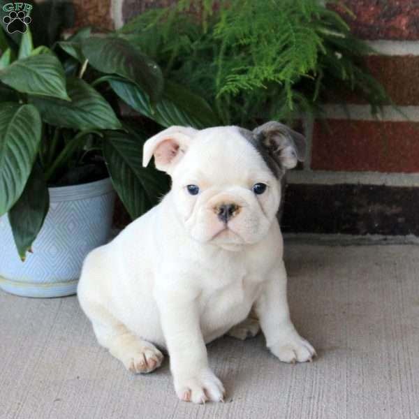 Gus, French Bulldog Puppy