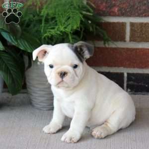Gus, French Bulldog Puppy