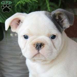 Gus, French Bulldog Puppy
