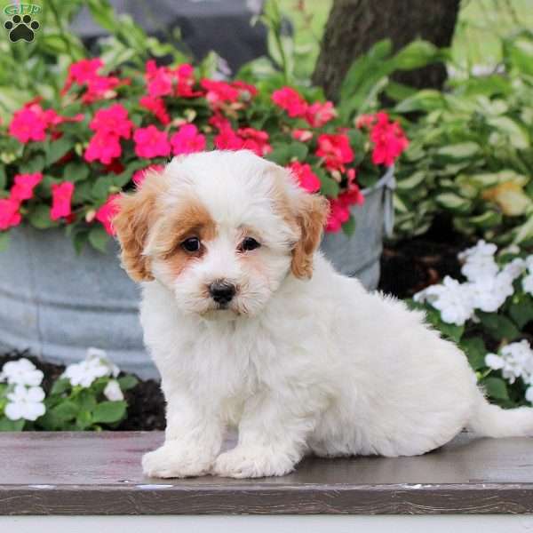 Gwen, Maltipoo Puppy