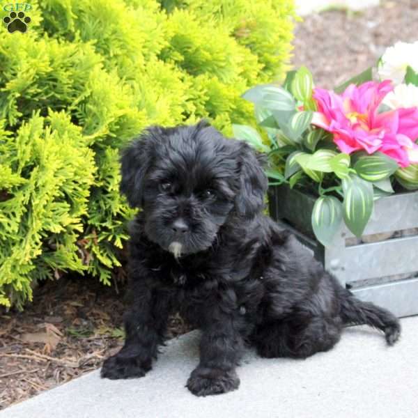 Gwen, Yorkie Poo Puppy