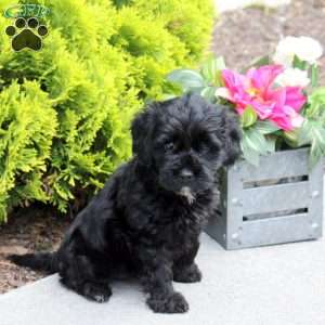 Gwen, Yorkie Poo Puppy