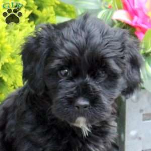 Gwen, Yorkie Poo Puppy