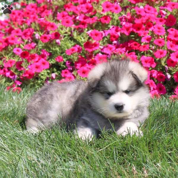Hachi, Alaskan Malamute Puppy
