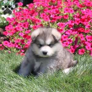 Hachi, Alaskan Malamute Puppy