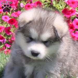 Hachi, Alaskan Malamute Puppy