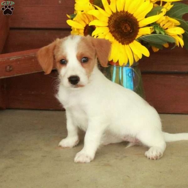 Hadassah, Jack-a-poo Puppy