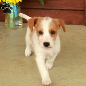 Hadassah, Jack-a-poo Puppy